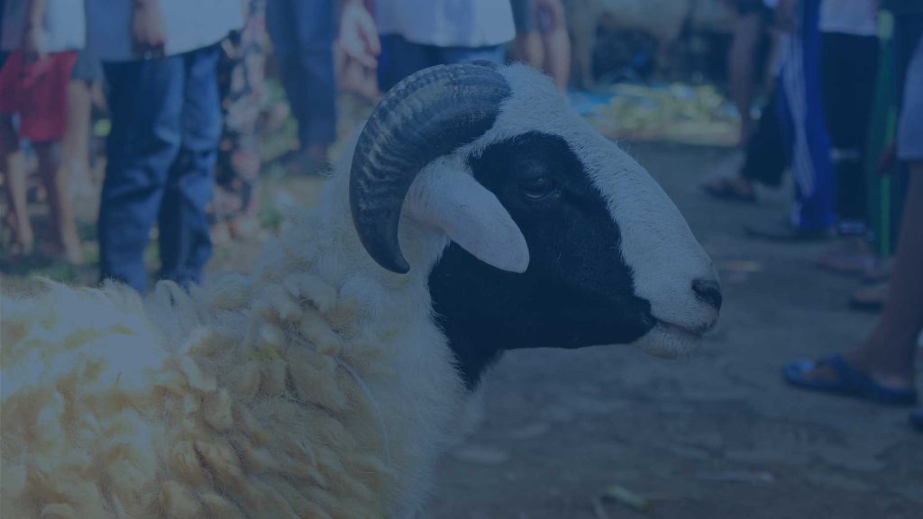 Ayat dan Hadits Tentang Perintah Qurban