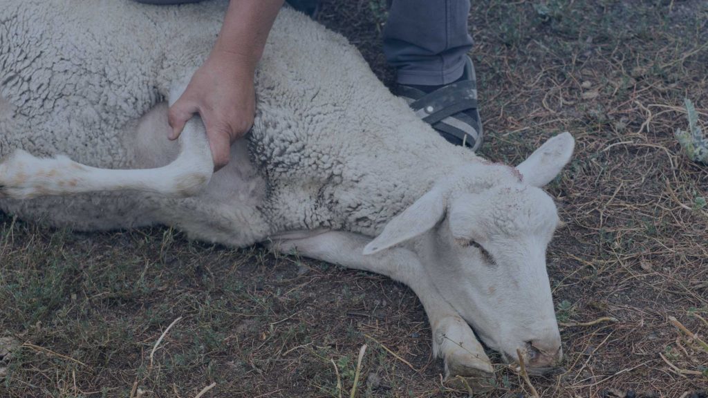 Waktu Pemotongan Hewan Qurban